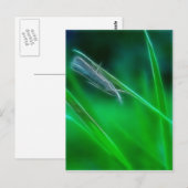 Groen Briefkaart (Voorkant / Achterkant)