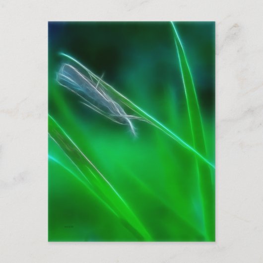 Groen Briefkaart (Voorkant)