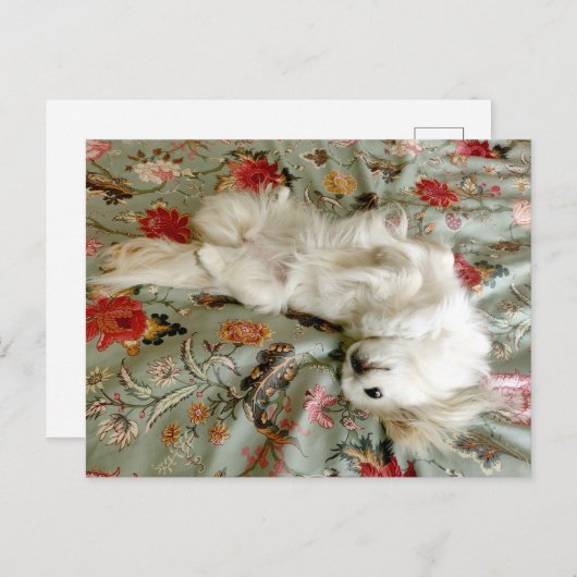 Groen Briefkaart (Voorkant / Achterkant)