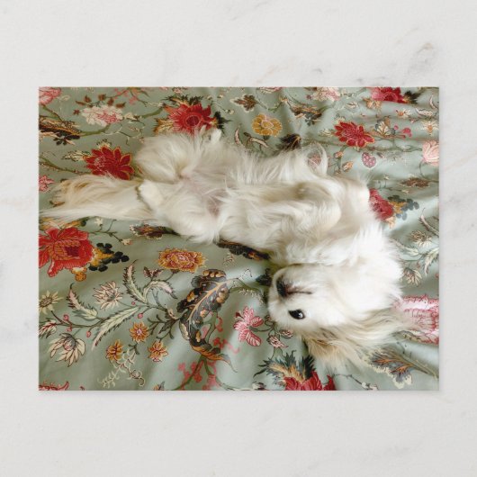 Groen Briefkaart (Voorkant)