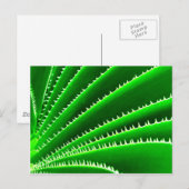 groen cactuuspatroon briefkaart (Voorkant / Achterkant)