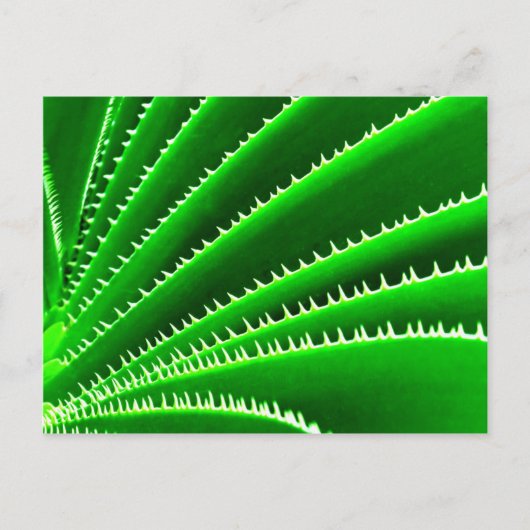 groen cactuuspatroon briefkaart (Voorkant)