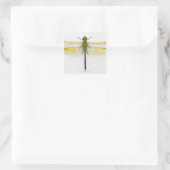 Groen donker (Anax junius) op witte achtergrond, Vierkante Sticker (Tas)