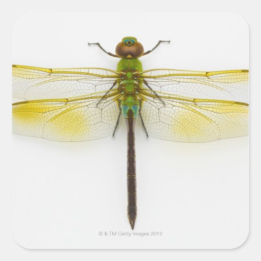 Groen donker (Anax junius) op witte achtergrond, Vierkante Sticker (Voorkant)