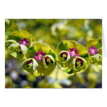 Groen en bloeien 105