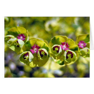 Groen en bloeien 105