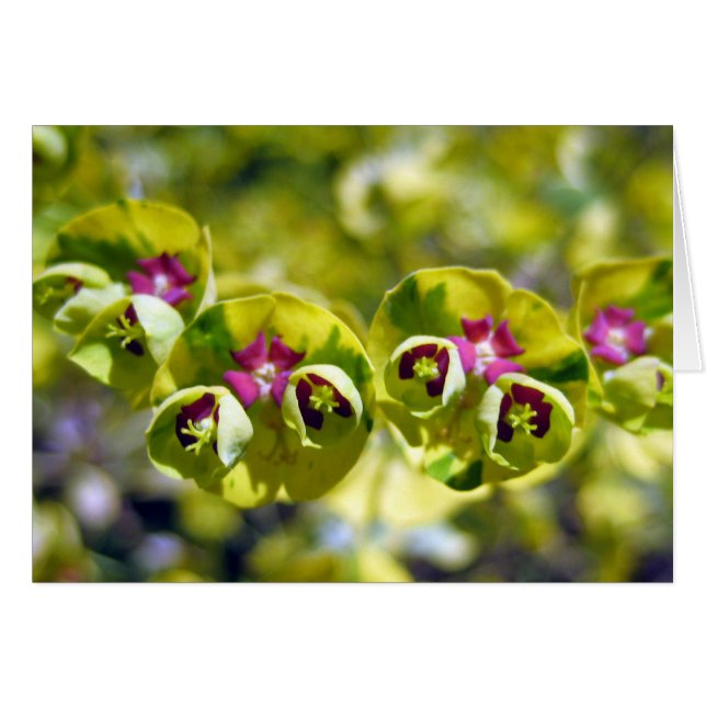 Groen en bloeien 105 (Voorkant Horizontaal)