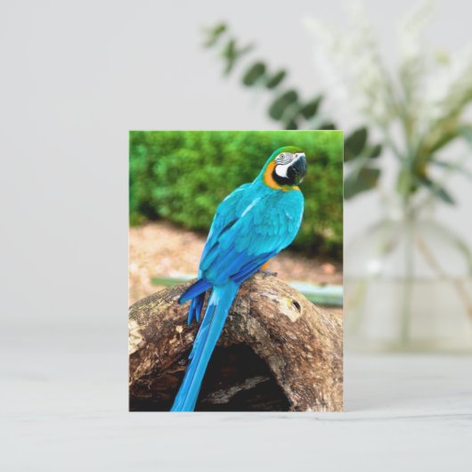 Groen en geel Macaw, Briefkaart van Trinidad (Staand voorkant)
