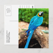 Groen en geel Macaw, Briefkaart van Trinidad (Voorkant / Achterkant)