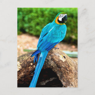 Groen en geel Macaw, Briefkaart van Trinidad