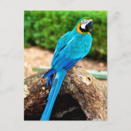 Groen en geel Macaw, Briefkaart van Trinidad