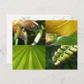 Groen en goudBriefkaart Briefkaart (Voorkant / Achterkant)