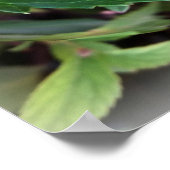 groen en roze poster (Hoek)