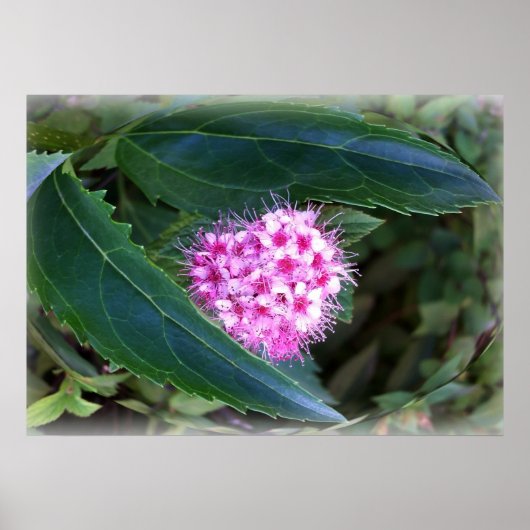 groen en roze poster (Voorkant)