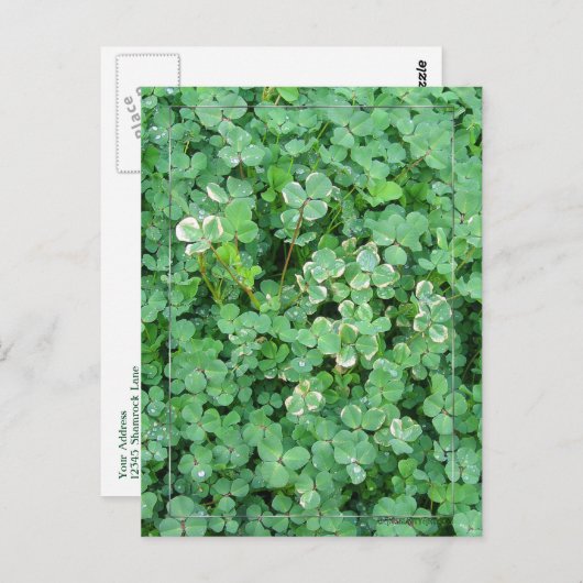 Groen en wit Shamrock Briefkaart (Voorkant / Achterkant)