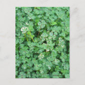 Groen en wit Shamrock Briefkaart (Voorkant)