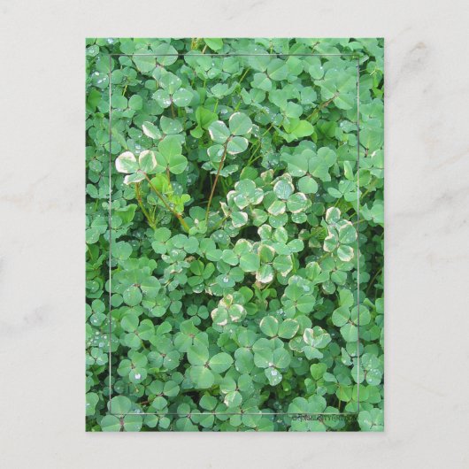 Groen en wit Shamrock Briefkaart (Voorkant)