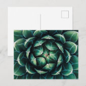Groen en wit Succulent Briefkaart (Voorkant / Achterkant)