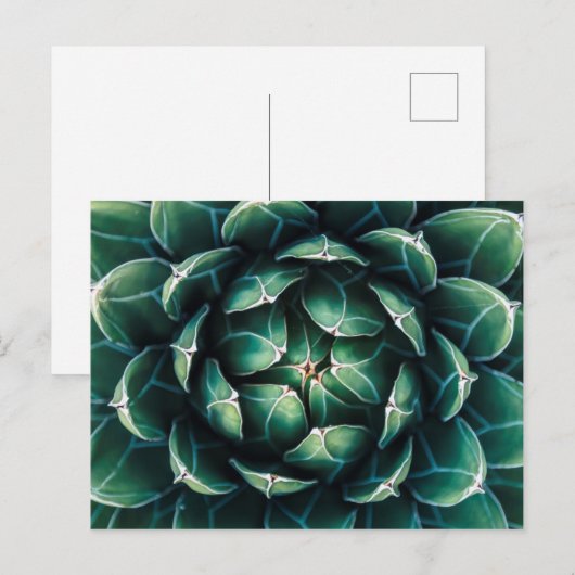 Groen en wit Succulent Briefkaart (Voorkant / Achterkant)