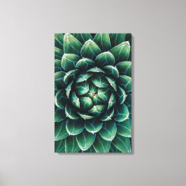Groen en wit Succulent Canvas Afdruk