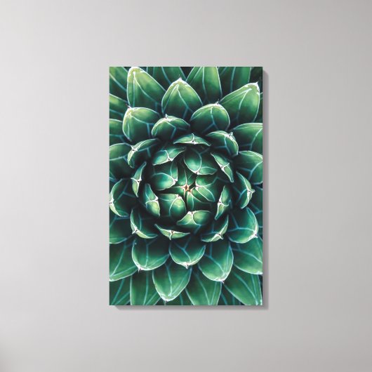 Groen en wit Succulent Canvas Afdruk (Voorkant)