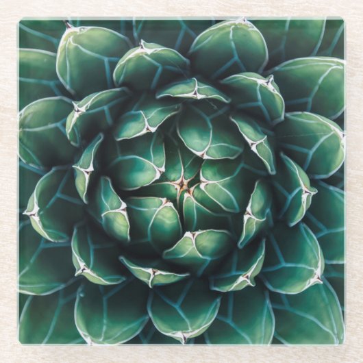 Groen en wit Succulent Glazen Onderzetter (Voorkant)