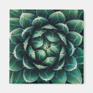 Groen en wit Succulent Magneet