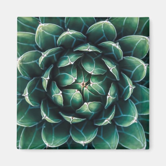 Groen en wit Succulent Magneet (Voorkant)