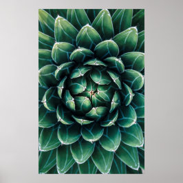 Groen en wit Succulent Poster