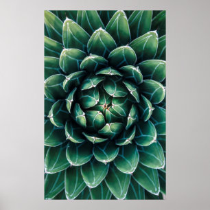 Groen en wit Succulent Poster
