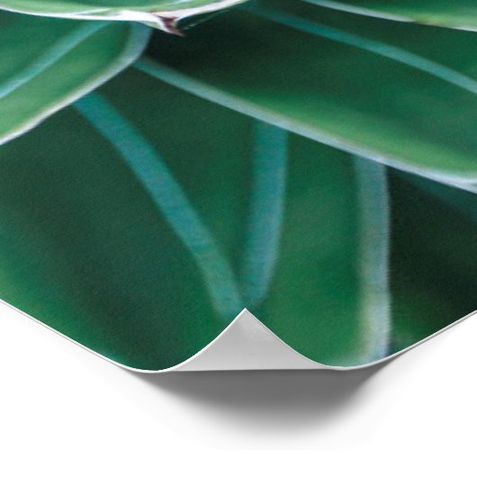 Groen en wit Succulent Poster (Hoek)