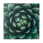Groen en wit Succulent Tegeltje (Voorkant)