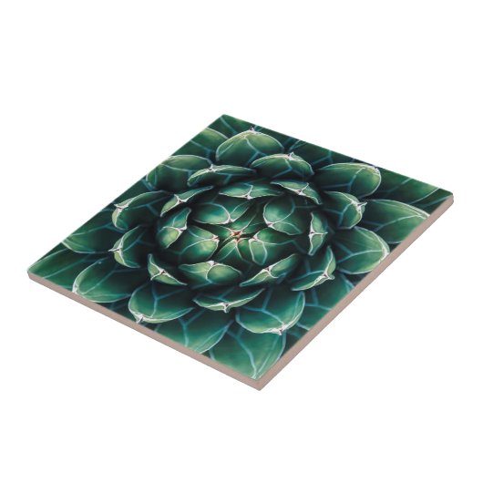 Groen en wit Succulent Tegeltje (Zijkant)