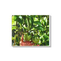 Groen Fruit