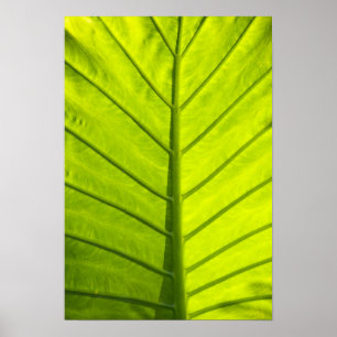 Groen geaderde bladeren van tropisch gebladerte in poster