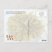 Groen, Geel, Oolong en Zwart thee Briefkaart (Achterkant)