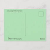 Groen gekruide briljante stekelvogel en roze venti briefkaart (Achterkant)