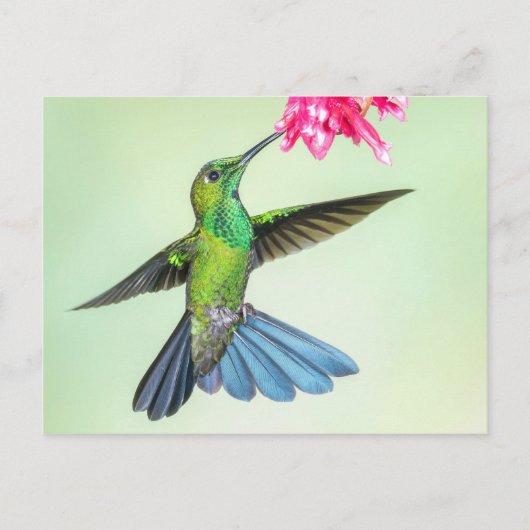 Groen gekruide briljante stekelvogel en roze venti briefkaart (Voorkant)