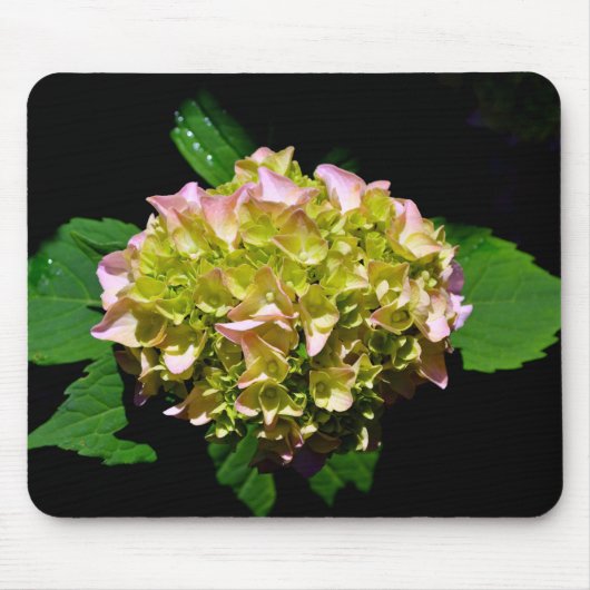 Groen gele roze Hydrangeenroze bloem Muismat (Voorkant)