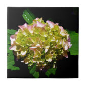 Groen gele roze Hydrangeenroze bloem Tegeltje (Voorkant)