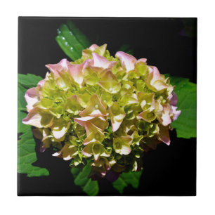 Groen gele roze Hydrangeenroze bloem Tegeltje