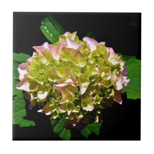 Groen gele roze Hydrangeenroze bloem Tegeltje (Voorkant)