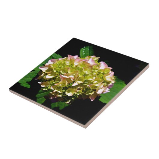 Groen gele roze Hydrangeenroze bloem Tegeltje (Zijkant)