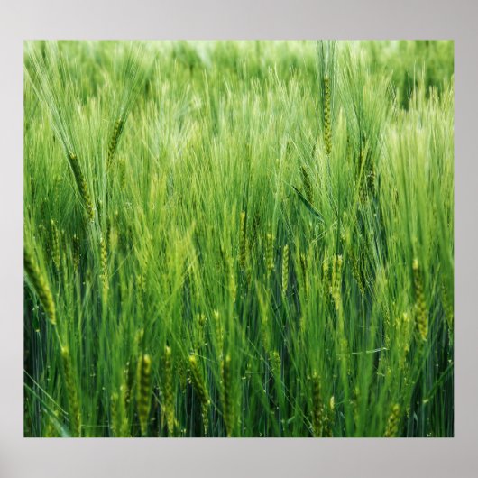 Groen gersteveld, voorjaarsclose-up. poster (Voorkant)