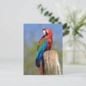 Groen gevleugelde ara neergestreken briefkaart (Staand voorkant)