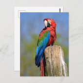 Groen gevleugelde ara neergestreken briefkaart (Voorkant / Achterkant)