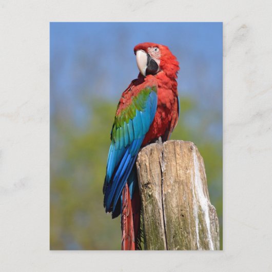 Groen gevleugelde ara neergestreken briefkaart (Voorkant)