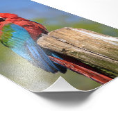 Groen gevleugelde ara neergestreken foto afdruk (Hoek)