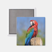 Groen gevleugelde ara neergestreken magneet (Voorkant / Achterkant)