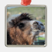 Groen gladmaken van het Ornament van Camel (Voorkant)